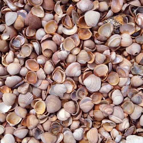 Schelpen schoon gewassen big bag (BN)