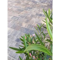 Straksteen 20x30x5 cm chelsea 2