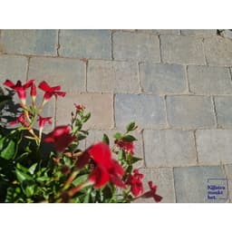 Stonique trommel 20x30x6 cm musselkalk 6