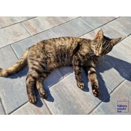 H2O comfort square 20x30x6 cm ocean 4