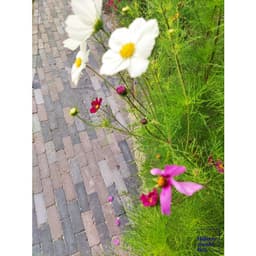 Stonique trommel dikformaat 21x6,8x6 cm siepatico 6