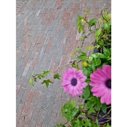 Stonique trommel waalformaat 20x5x7 cm groningerbruin 6