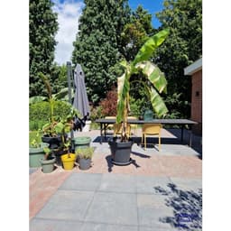 Design square 60x60x4 cm dark sepia 3