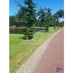 Keigrassteen 45x45x10 cm grijs 5