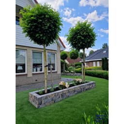 Splitrock 32x13x11 cm 2.0 musselkalk 4