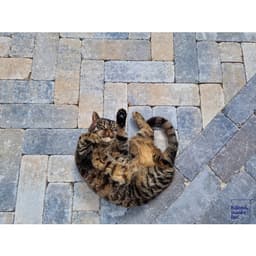 Stonique trommel longstone 31,5x10x5x7 cm musselkalk 4