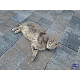 Straksteen 20x30x6 cm oud drachten 5